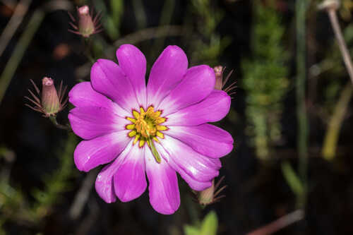 Sabatia bartramii #3